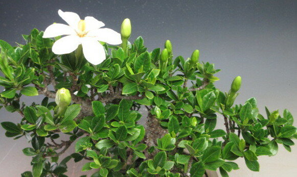 盆栽 クチナシ(一重咲き)(丸葉)【現品】