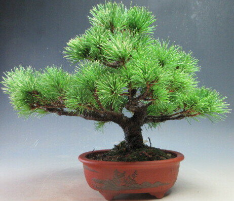 盆栽 松 斑入り福島五葉松【現品】