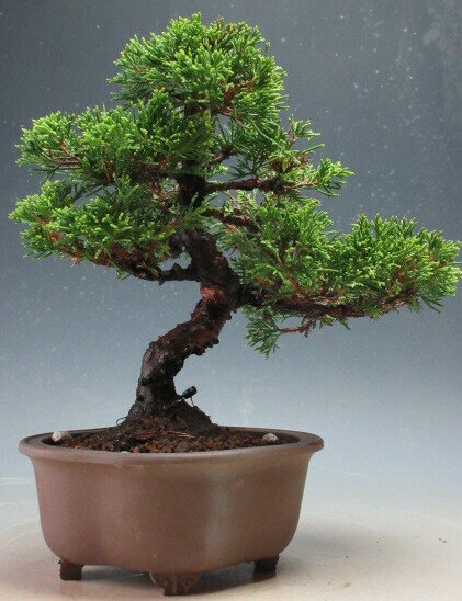 盆栽　糸魚川真柏【現品】