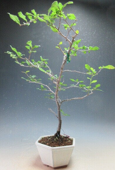 盆栽　老爺（ローヤ）柿（オス木・雄木）の盆栽【現品】