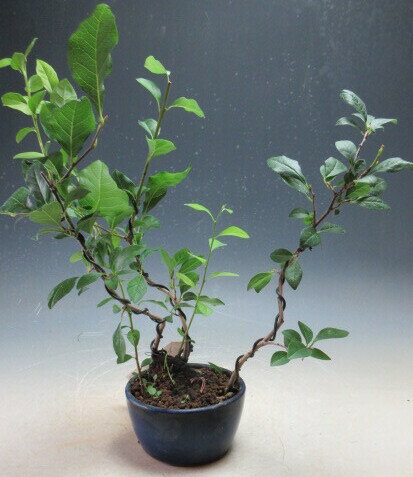 盆栽　老爺（ローヤ）柿（雄木　オス木）の鉢植え盆栽【現品】