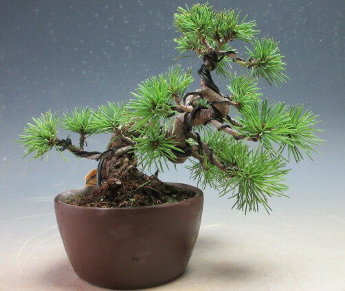 盆栽 松 福島五葉松根上がりミニ盆栽【現品】
