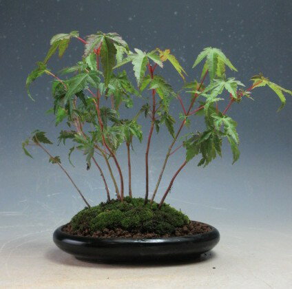 盆栽　山もみじの寄せ植え（北海道・沖縄・離島発送不可）