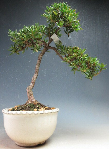 盆栽　花芽付！皐月（サツキ）（星の輝）【現品】2026春開花予定