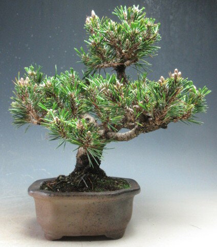 盆栽　八房　寿黒松（千寿丸）【現品】