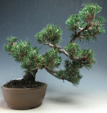 盆栽 八房 寿黒松（千寿丸）【現品】