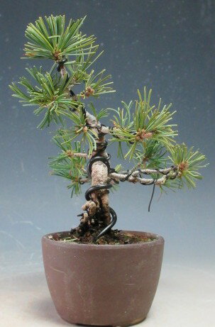 �ߺϡ�����ʡ����վ��Υߥ��ߺϡڸ��ʡ�