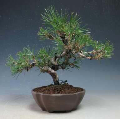 盆栽 黒松【現品】