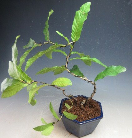 盆栽　コナラの寄せ植え（曲付き）【現品】