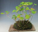 盆栽 ハマボウの苔玉