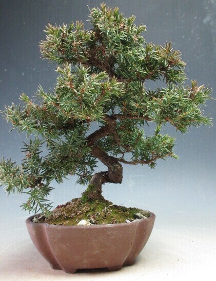 楽天市場】杜松(盆栽|花・観葉植物):花・ガーデン・DIYの通販 楽天市場】杜松(盆栽|花・観葉植物):花・ガーデン・DIYの通販