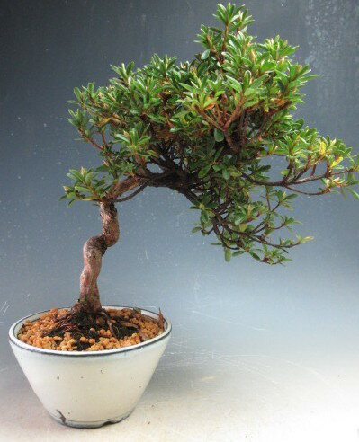 盆栽　花芽付！皐月（サツキ）（星の輝）【現品】2026春開花予定