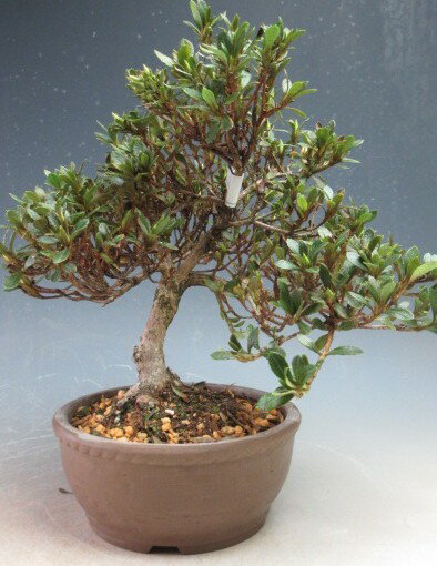 盆栽　花芽付！皐月（サツキ）（日の丸）【現品】2026春開花予定