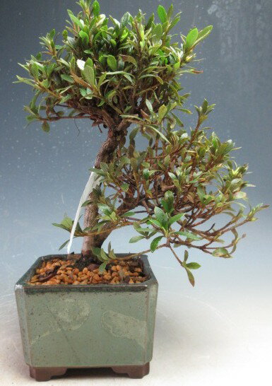 盆栽　花芽付き！皐月（サツキ）（日の丸）【現品】2026春開花中