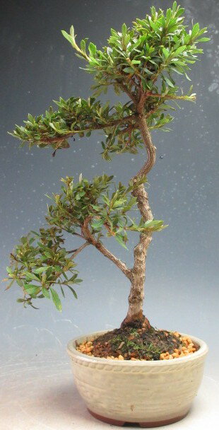 花芽付！皐月（さつき）盆栽（光の司）【現品】2026春開花予定