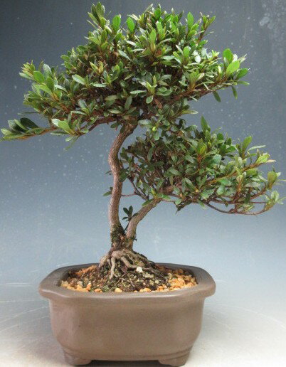 盆栽　花芽付き！皐月（サツキ）（日の丸）【現品】2026春開花予定