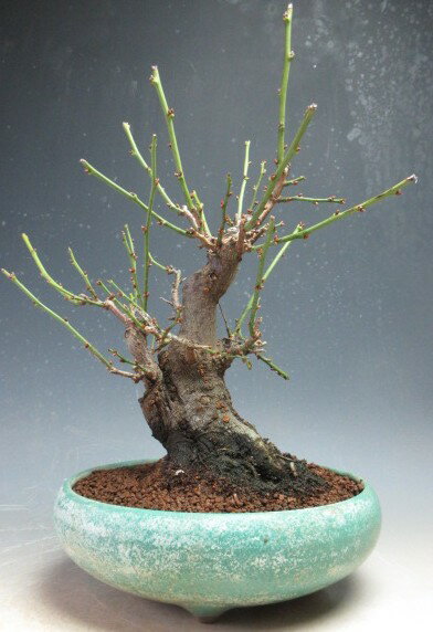 梅盆栽　花芽付き！一重野梅（太幹）...