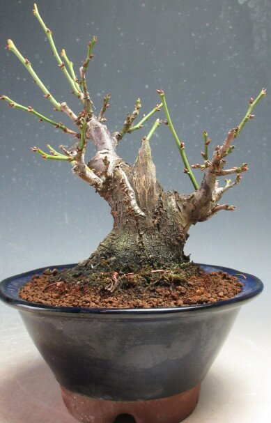 梅盆栽　花芽付き！一重野梅（神付き）【現品】2026早春開花予定