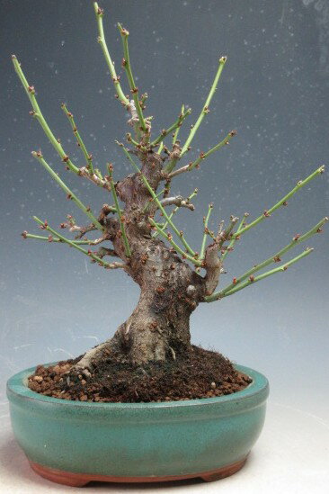 梅盆栽　花芽付き！一重野梅【現品】2026早春開花予定