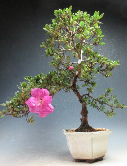 盆栽　花芽付き！皐月（サツキ）盆栽（乙女の舞) 【現品】開花始まってきました