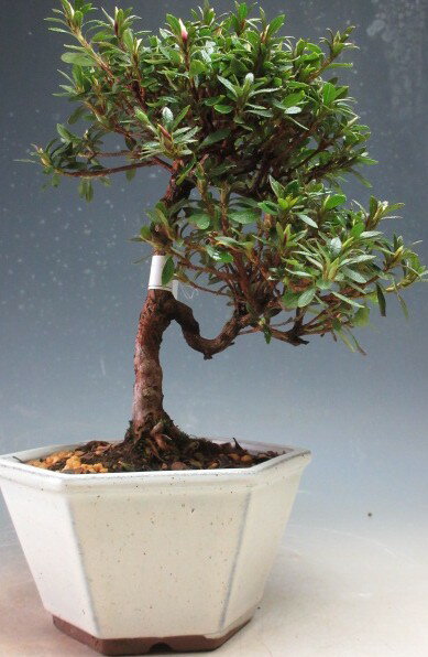 盆栽　花芽付き！皐月（サツキ）盆栽（蛍灯) 【現品】2026春開花予定