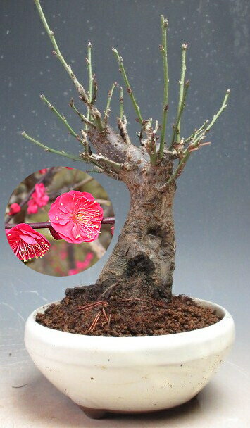 梅盆栽　花芽付き！鹿児島紅梅（八重咲き、赤花）【現品】2026早春開花予定