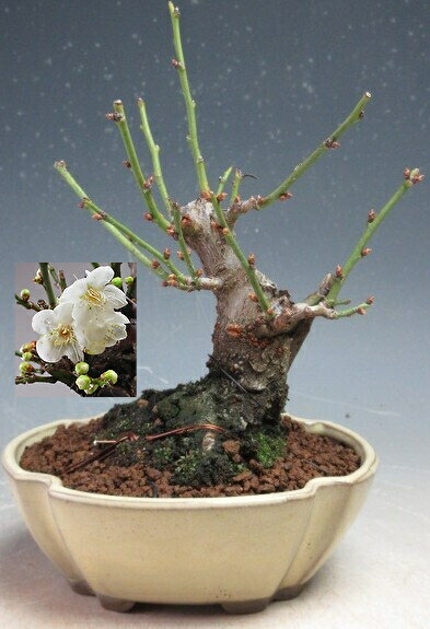 梅盆栽　花芽付き！一重野梅（神付き）【現品】2026早春開花予定