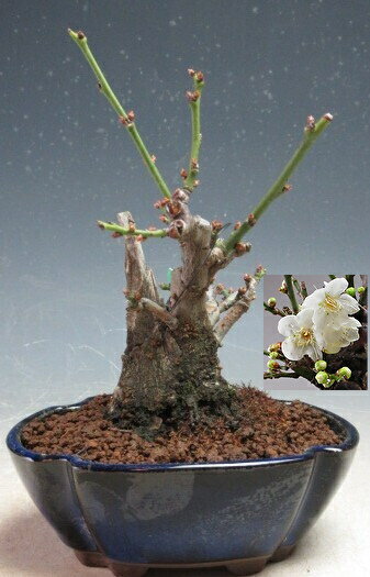 梅盆栽　 花芽付き！一重野梅（神付き）【現品】2026早春開花予定