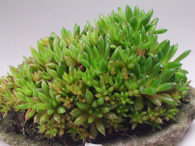 �ĥ��󥲤�ȭ���������