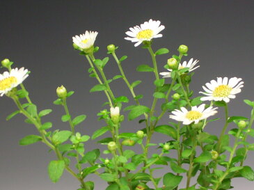 秋の山野草　箱根菊の鉢植え　今年の開花は終わっております