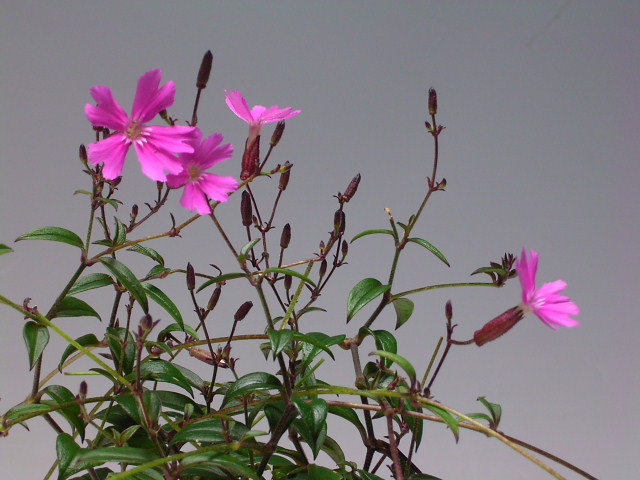 山野草　タカネピランジの鉢植え　2025夏開花予定