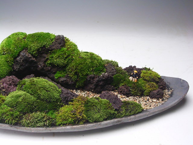 高い品質 苔の遠山 盆景 山野草と盆栽の専門店ヴェールモア Www Mercangasket Com