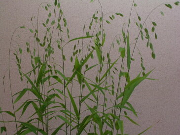 山野草 ワイルドオーツ、箱根菊、ケイビランの鉢植え盆栽【現品】