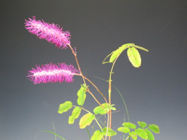 �Ƥλ����𡡲ֲ��դ������饤�ȥ�����ɱ��ϥ��������δ󤻿�����2025��Ƥޤ�ʤ����ֻϤޤ�ޤ���