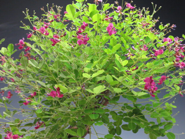 ズイナ 屋久島萩の苔玉盆栽 現品 秋開花予定 沖縄 離島発送不可 山野草と盆栽の専門店ヴェールモア