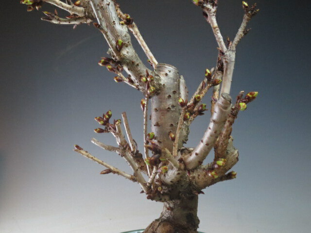 桜盆栽　八重桜の鉢植え盆栽　開花終了【北海道・沖縄・離島発送不可】 3