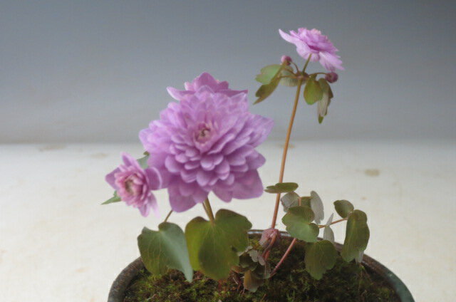 山野草赤花大輪八重バイカカラマツの鉢植え21春開花予定 代購幫