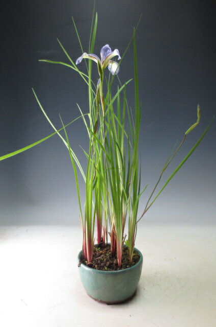 アヤメ(品種不明）の鉢植え【現品】