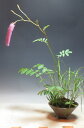 夏の山野草 花芽付き!カライトソウと姫ヤハズススキの寄せ植え 2025初夏まもなく開花始まります。