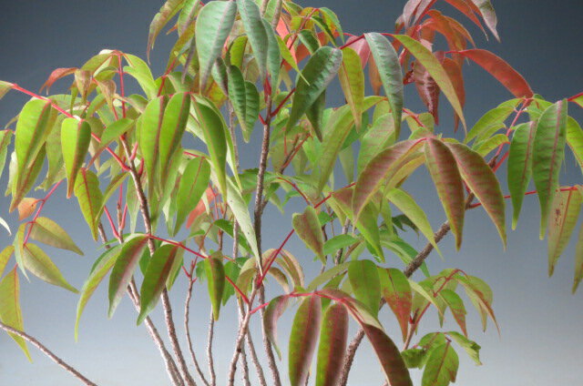 �ߺϡ��ϥ��δ󤻿����ߺϡڸ��ʡ�