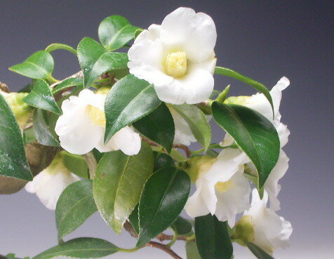 �ߺϡ��ֲ��դ����ء����ν��ˤ�ȭ�����ߺϡڸ��ʡ�2026�߳�����