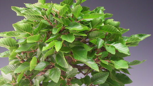 盆栽　イワシデのミニ盆栽【現品】