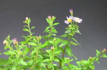 秋の山野草　花芽付き！野紺菊（夕映）の鉢植え【現品】2019秋開花始まってきました