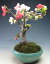 盆栽 花芽付き! ボケ(東洋錦)の鉢植え盆栽 2019早春開花中(3/24)