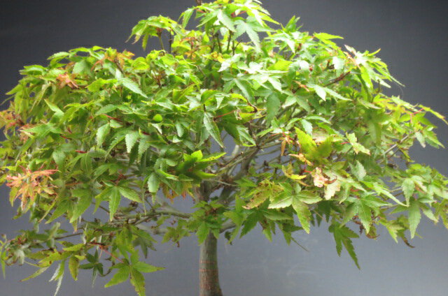 盆栽 もみじ 清姫もみじ盆栽 大 落葉済み 山野草と盆栽の専門店ヴェールモア