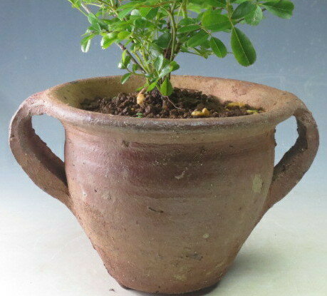 �ʥ˥�Х��ȭ������2025��Ƴ���