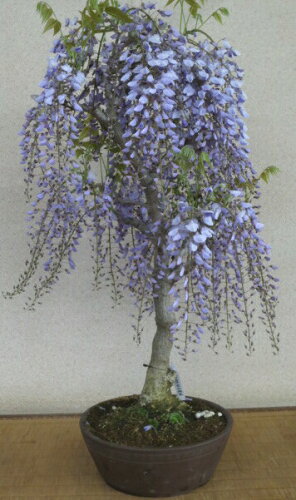 毎年完売。豪華な花が毎年4月に咲く。一才藤（フジ）（紫花）の鉢植え...