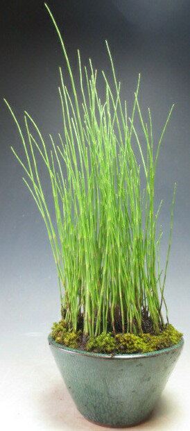 楽天市場 山野草寄せ植え一点もの 初夏の寄せ植え 水トクサの鉢植え 山野草と盆栽の専門店ヴェールモア