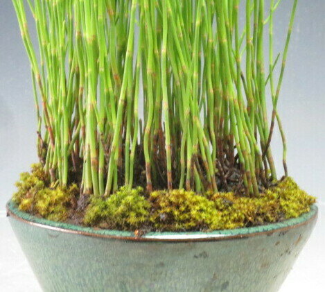 楽天市場 山野草寄せ植え一点もの 初夏の寄せ植え 水トクサの鉢植え 山野草と盆栽の専門店ヴェールモア