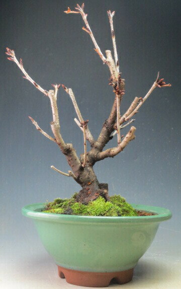 桜盆栽　八重桜の鉢植え盆栽　開花終了【北海道・沖縄・離島発送不可】 2